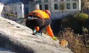 Gest osvojio sve simpatije građana: Nakon tri dana spasena maca sa krova kuće VIDEO