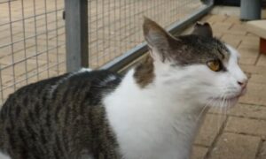 “Namćor” na četiri noge: Mačak je toliko mrzovoljan da su ga već četiri porodice vratile VIDEO