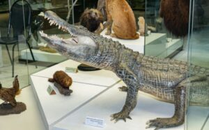 Hitlerov aligator koji je preživio bombardovanje Berlina u postavci muzeja u Moskvi