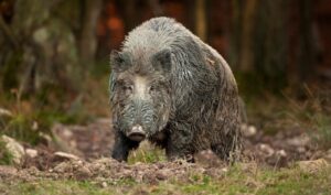 Bez uspjeha završila akcija: Divlje svinje napustile lovnu zonu