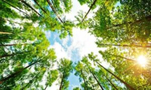 Naučnici ubijeđeni: Genetskim modifikovanjem drveća mogli bi se riješiti klimatsi problemi