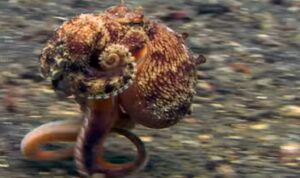 Hit video: Snimili hobotnicu kako “hoda” po dnu mora