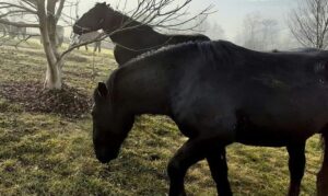 Sedam konja “van kontrole”, lutaju naseljem i ljudima prave ozbiljnu štetu