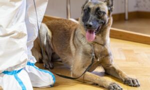 Razlikuje zdrave od zaraženih ljudi: Predstavljen prvi vojni pas koji može da namiriše koronu