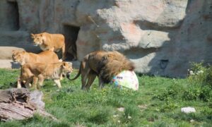 Čuvari primijetili simptome! Četiri lava u zoološkom vrtu zaražena korona virusom