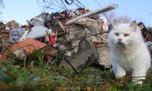Srceparajuće! Mačka zbunjeno tražila vlasnike na mjestu gdje su živote izgubili otac i sin