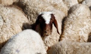 Mala “banda” hit društvenih mreža: Ovce pobjegle sa farme, pa upale u Skupštinu VIDEO