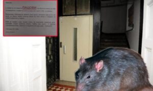 Nesvakidašnje obavještenje: U zgradi se pojavili pacovi od pola metra, stanari zanijemili