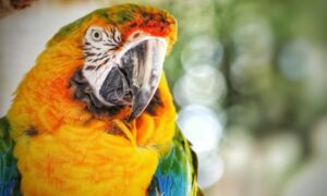 Dnevna doza humora: Papagaj zove policiju