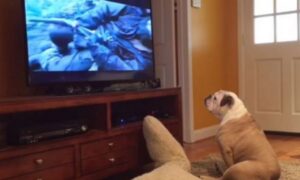 Vjerni fan! Pas koji želi da “spasi” popularnog glumca osvojio internet VIDEO