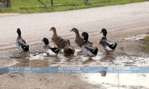 Divan prizor! Patke prošetale Banjalukom i prijatno iznenadile vozača “golfa” FOTO