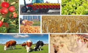 Podrška poljoprivredi: Resorno ministarstvo isplatilo 3,28 miliona KM za podsticaje
