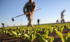 Ministarstvo poljoprivrede: Dodatnih 8,2 miliona KM za sanaciju posljedica vremenskih neprilika