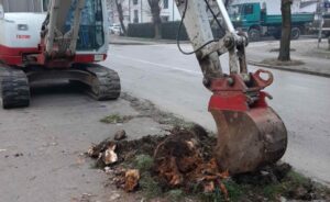 Za ljepši izgled grada: Nove sadnice zamijeniće oboljelo drveće