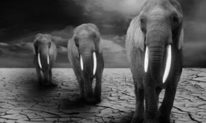 Seljani obavijestili nadležne! Krdo od 18 slonova pronađeno mrtvo – ubio ih grom