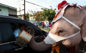 Tajlandski Djeda Mraz jaše na slonu i daruje zaštitne maske VIDEO