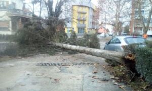Na sreću – pored automobila: Olujni vjetar oborio stablo visoko 15 metara