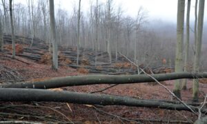 Nesreća u jutro: Muškarac poginuo prilikom sječe šume