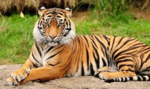 Hjustone “nemamo” problem: Zalutali tigar vraćen kući VIDEO