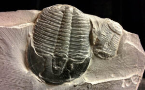 Zanimljiv oblik: Kineski naučnici otkrili 500 miliona godina star fosil trilobita