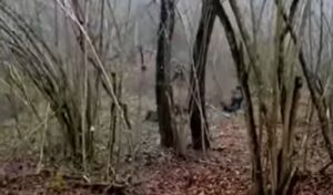 Opasna situacija: Drama banjalučkog lovca sa ranjenim veprom VIDEO