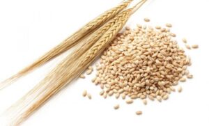 Ugrožava bezbjednost hrane: Zabranjen izvoz žitarica