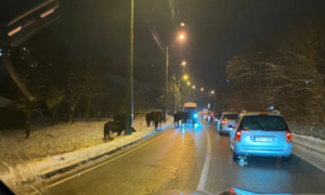 Njima se nigdje ne žuri: Napušteni konji izašli na ulicu i zaustavili saobraćaj VIDEO