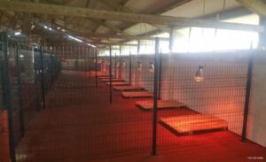 Briga o napuštenim psima: Završena prva faza radova u azilu na Manjači