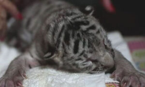 Novi život u zoološkom vrtu: Rođeno bijelo mladunče bengalskog tigra