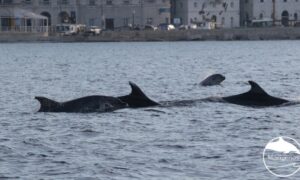Nevjerovatan prizor na rano jutro: Jato delfina u Piranskom zalivu FOTO