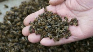 Naučnici ukazuju na problem nestajanja insekata
