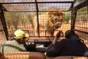 Ljudi iz kaveza posmatraju lavove koji slobodno šetaju