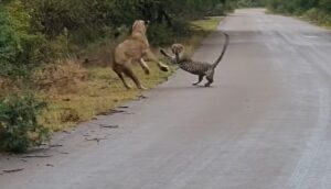 Nema ulaska na tuđu teritoriju: Lavica i leopard odmjerili snage VIDEO