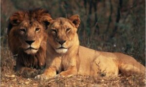 Neočekivani posjetioci: Par došao da obiđe kuću, a na imanje im se uselili lavovi VIDEO