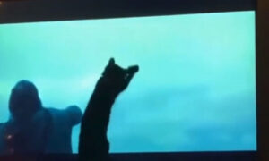 Pažljivo motrila šta se događa: Urnebesna reakcija mačke dok gleda “Ratove zvijezda” VIDEO