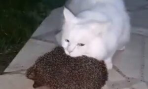 Dvojac koji će vas raznježiti: Prijateljstvo mačke i ježa osvojilo internet VIDEO