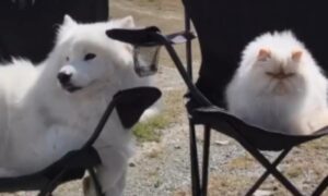 Neobični dvojac zaludio internet: Veseli pas i mrzovoljni mačak najbolji su prijatelji