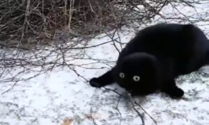Pogledajte i smijte se do suza: Urnebesna reakcija mace koja prvi put vidi snijeg VIDEO