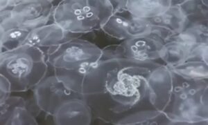 Nesvakidašnji prizor! Turisti u čudu, meduze vodu pretvorile u “bijeli žele” VIDEO