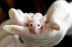 Naučnici uspjeli da paralizovani miševi prohodaju