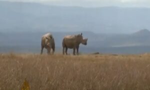 Star 20.000 godina: Naučnici predstavili dobro očuvan leš runastog nosoroga