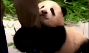 Raznježiće vas! Slatka malena panda uhvatila čuvara za nogu i ne želi ga pustiti VIDEO