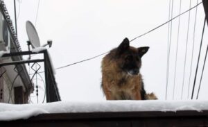 Tužno: Vlasnik umro prije nedjelju dana, a pas ga i dalje čeka FOTO