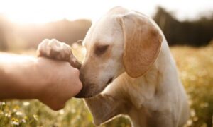 Fraze zbog kojih ljubimci lude od sreće: Istraživanje otkrilo koje riječi psi vole da čuju
