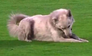 Ukrao svu pažnju! Pas uletio na stadion usred utakmice s kopačkom u ustima VIDEO, FOTO