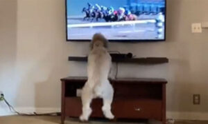 Bela je hit! Reakcija psa na konjske trke mnoge je nasmijala do suza VIDEO