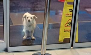 Čovjekov vjerni prijatelj: Pas nedjelju dana čekao vlasnika da izađe iz bolnice FOTO