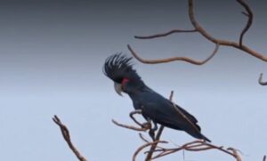 Da li ste znali? Ptica bubnjar – jedina vrsta na svijetu koja pravi i svira instrument VIDEO