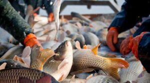 Sve više domaće ribe na inostranim trpezama