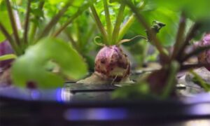 Rotkvice nakon zelene salate: Praznična gozba od povrća iz svemira VIDEO
